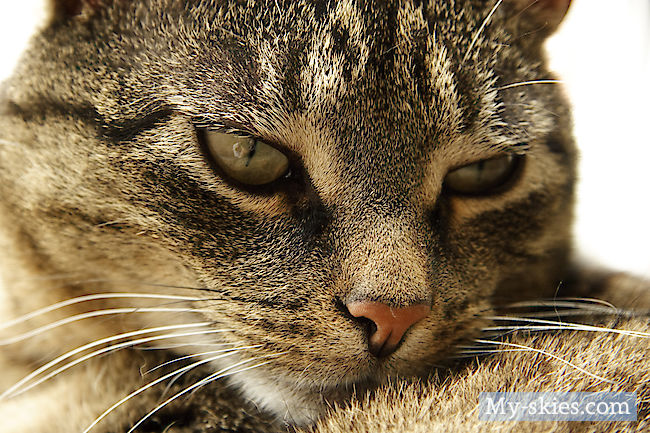 Cat Portrait